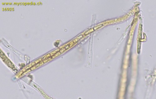 Mollisia melaleuca - 