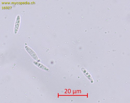 Mollisia melaleuca - 