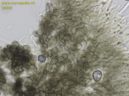 Mollisia fusca - 