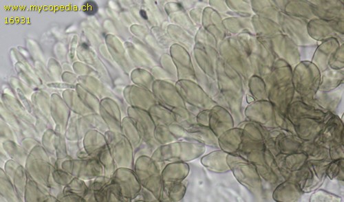 Mollisia fusca - 