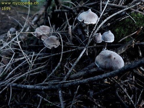 Cortinarius flexipes var. inolens - 