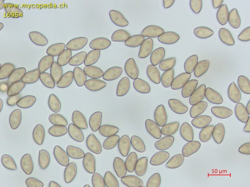 Inocybe griseolilacina - Spore/n - Wasser  - 