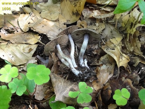 Cortinarius alnetorum - 