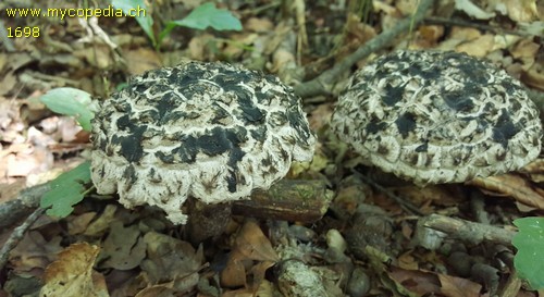 Strobilomyces strobilaceus - 