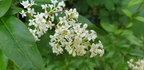 Ligustrum vulgare - 