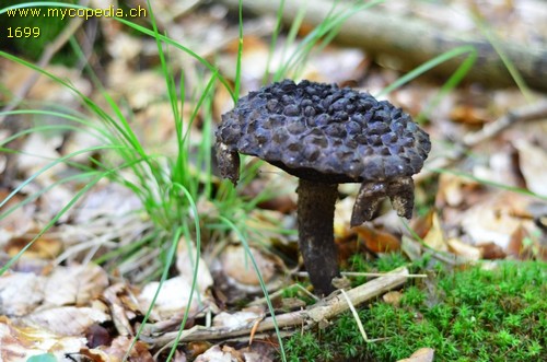 Strobilomyces strobilaceus - 