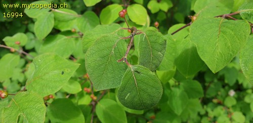 Lonicera xylosteum - 