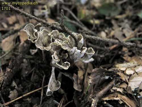 Pseudocraterellus sinuosus - 