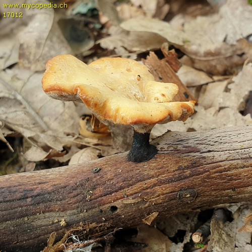 Picipes melanopus - 