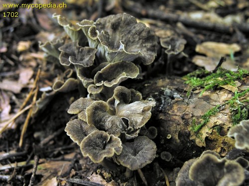 Pseudocraterellus sinuosus - 