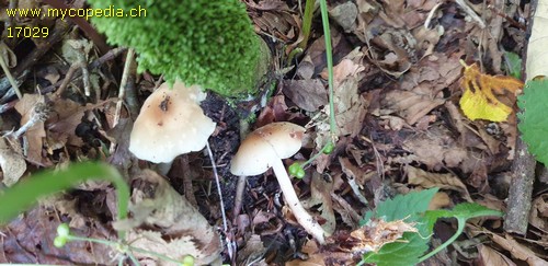 Gymnopus hariolorum - 