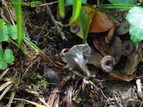 Cantharellus cinereus - 