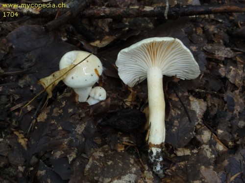 Hygrophorus eburneus - 