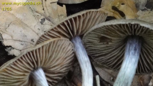 Cortinarius alnetorum - 