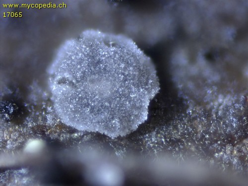 Mollisia spp - 