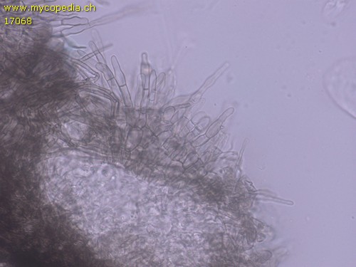 Mollisia spp - 