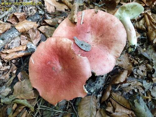 Russula rosea - 