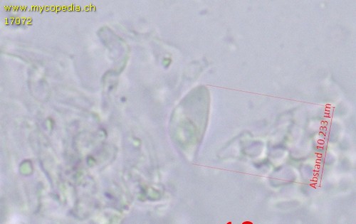 Flagelloscypha minutissima - Spore/n - Wasser  - 