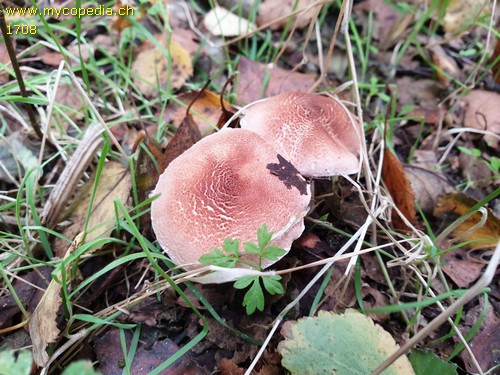 Lepiota subincarnata - 