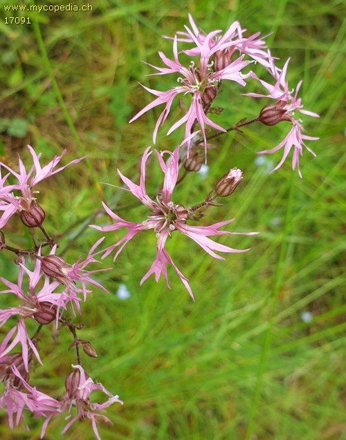 Silene flos-cuculi - 