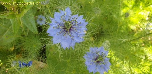 Nigella damascena - 