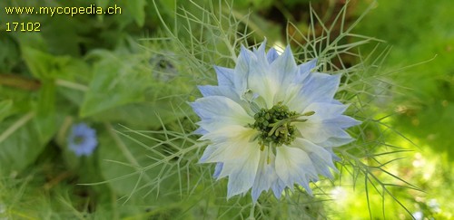 Nigella damascena - 