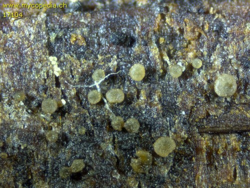 Mollisia spp - 