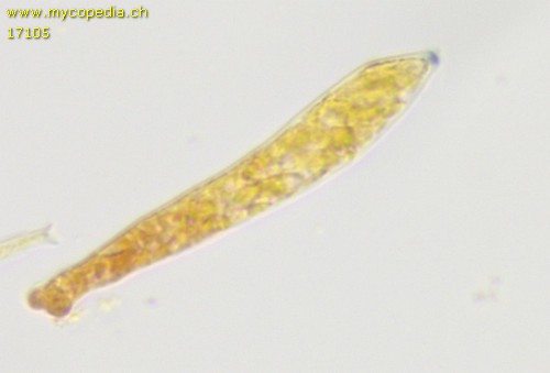 Mollisia spp - 