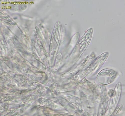 Mollisia spp - 