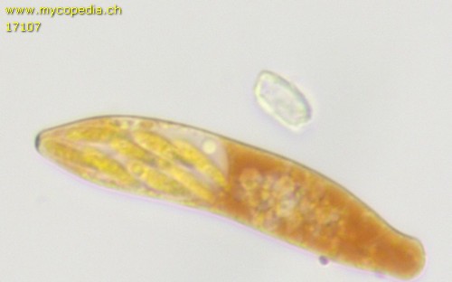Mollisia spp - 