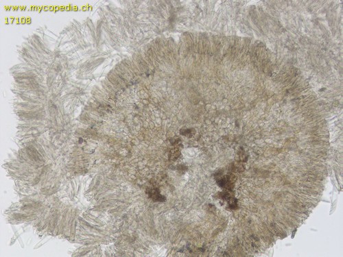 Mollisia spp - 