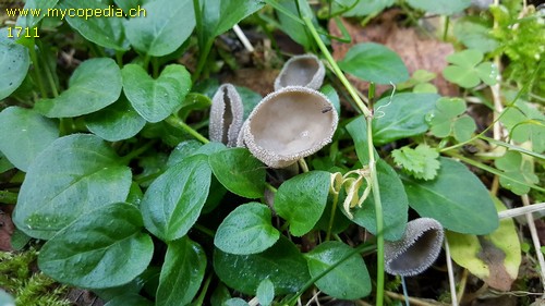 Helvella macropus - 