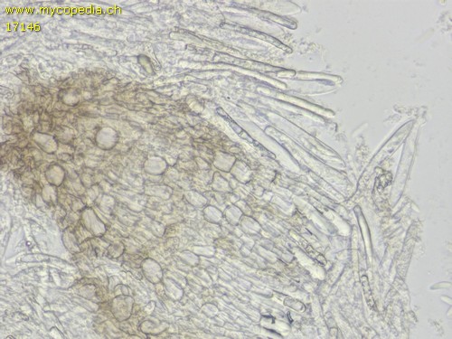 Mollisia spp - 
