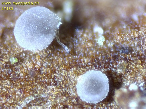 Mollisia spp - 