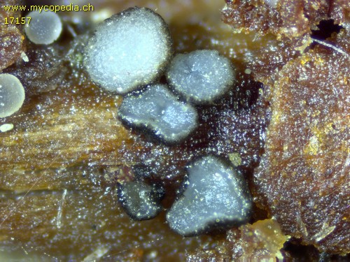 Mollisia fusca - 