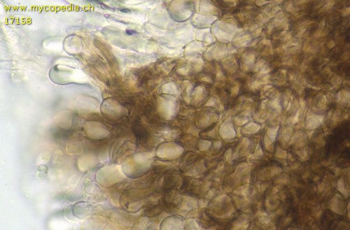 Mollisia fusca - 