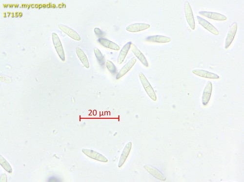 Mollisia fusca - 