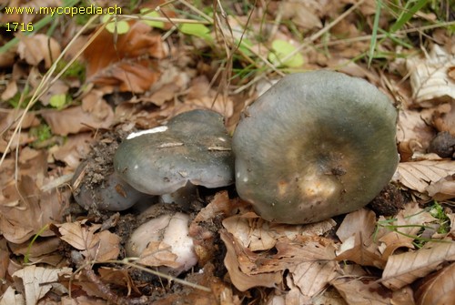 Russula cyanoxantha var. cyanoxantha - 