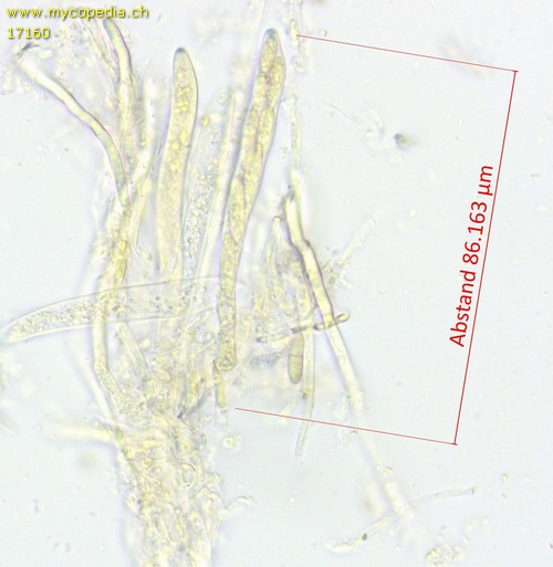 Mollisia fusca - 