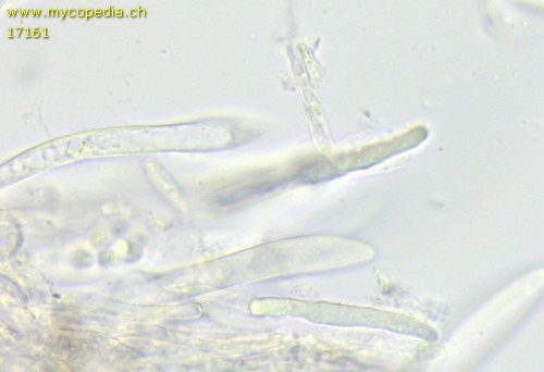 Mollisia fusca - Paraphysen - 