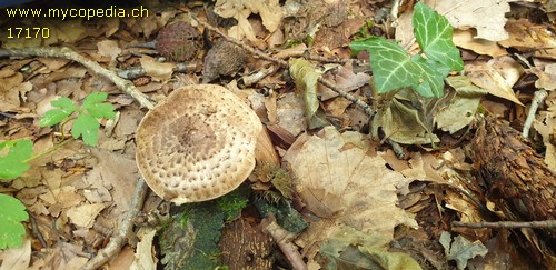Lepiota perplexa - 