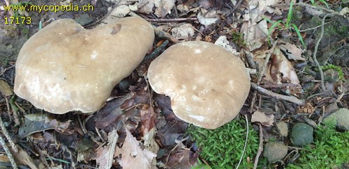 Lactarius azonites - 
