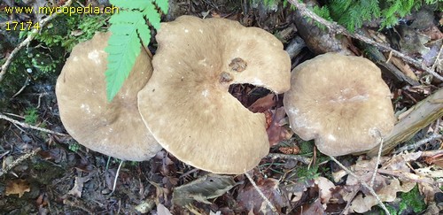 Lactarius azonites - 