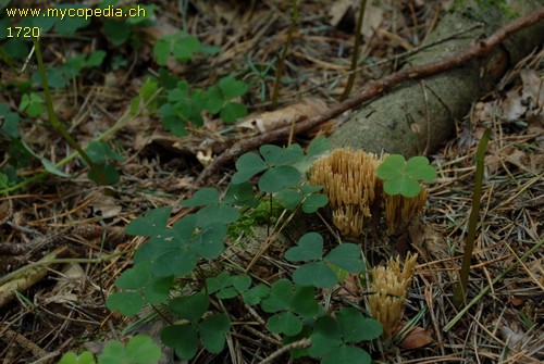 Phaeoclavulina myceliosa - 