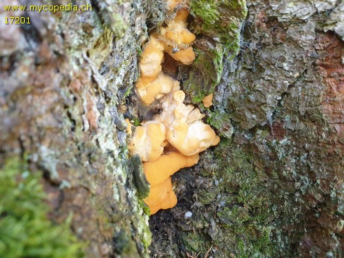 Laetiporus montanus - 