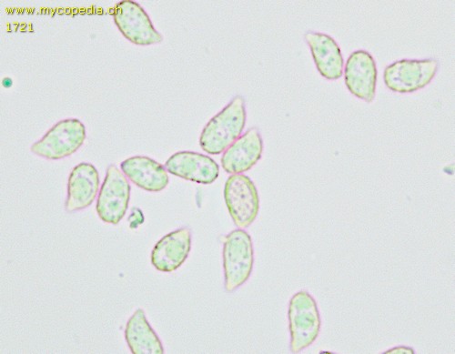 Phaeoclavulina myceliosa - 