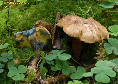 Cyanoboletus pulverulentus - 