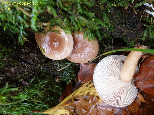 Lactarius camphoratus - 