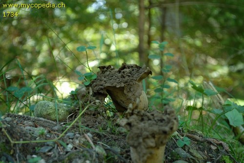 Lycoperdon excipuliforme - 