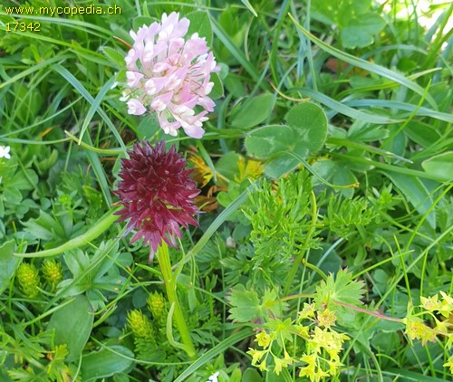 Nigritella nigra - 